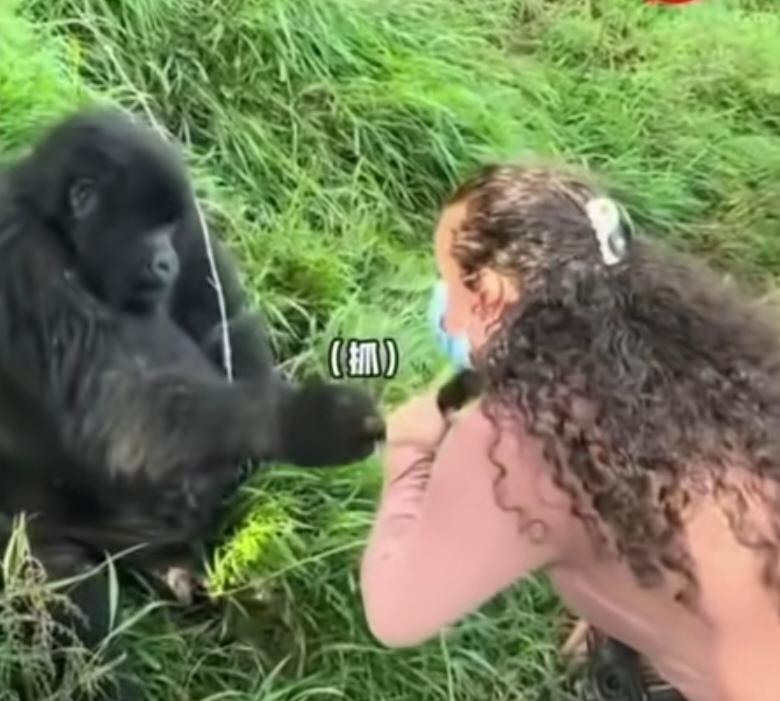 动物园里面，一只黑色的公猩猩看女游客在对着它拍照，一把抓住女游客的头发，把女游客