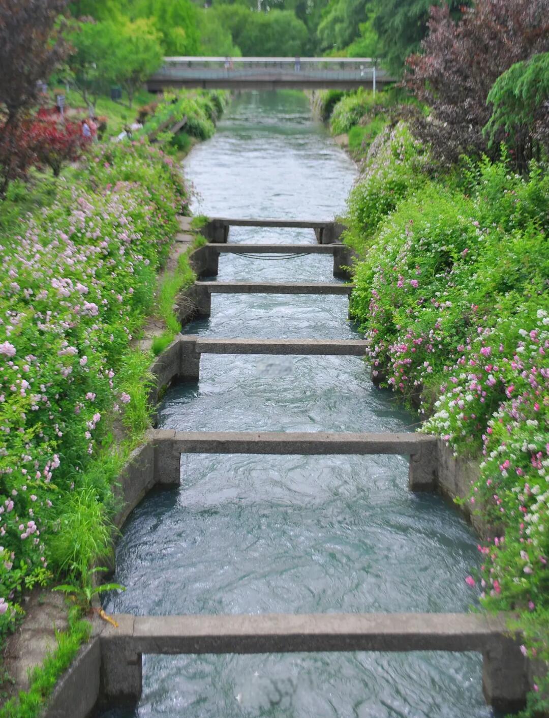 跑鱼河水坝大量鲢鱼聚集缘由过了这个跑鱼河桥，就到了长江水与高宝邵伯湖水相连