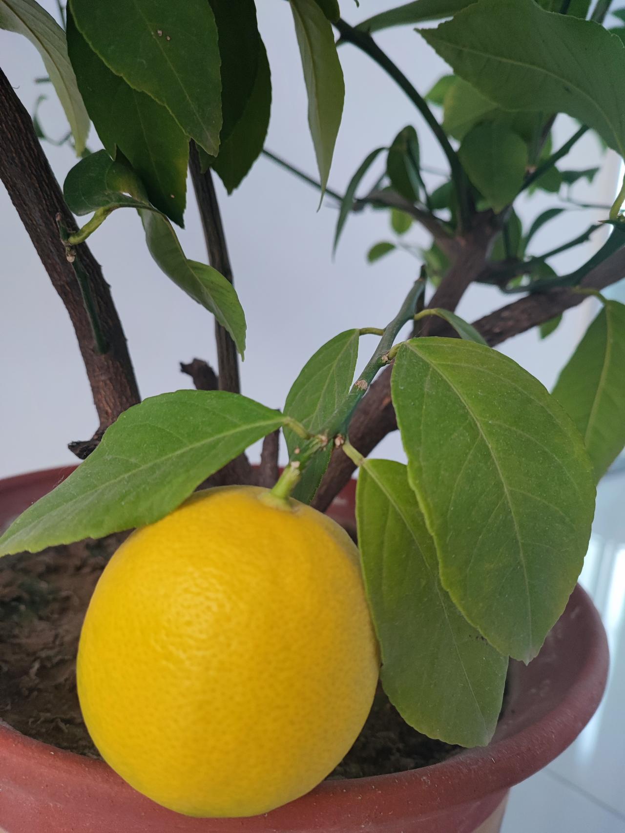 养儿子还是有用的！原来都是老公赚钱养家，我一辈子没出去赚过钱。今年老公病了