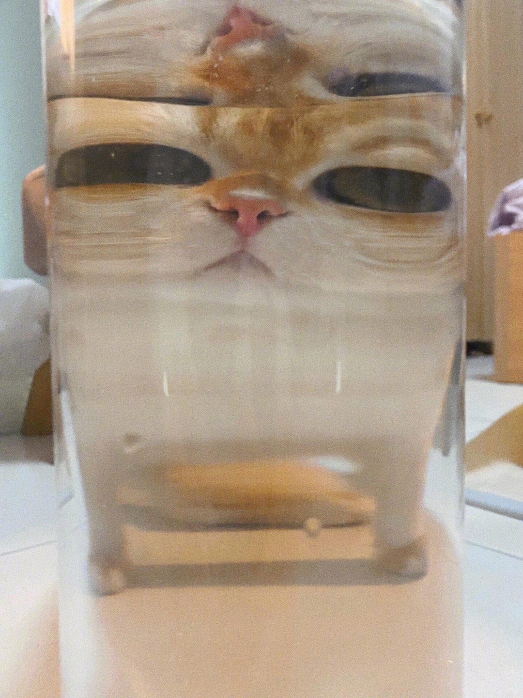 鱼视角下的大眼萌猫​​​