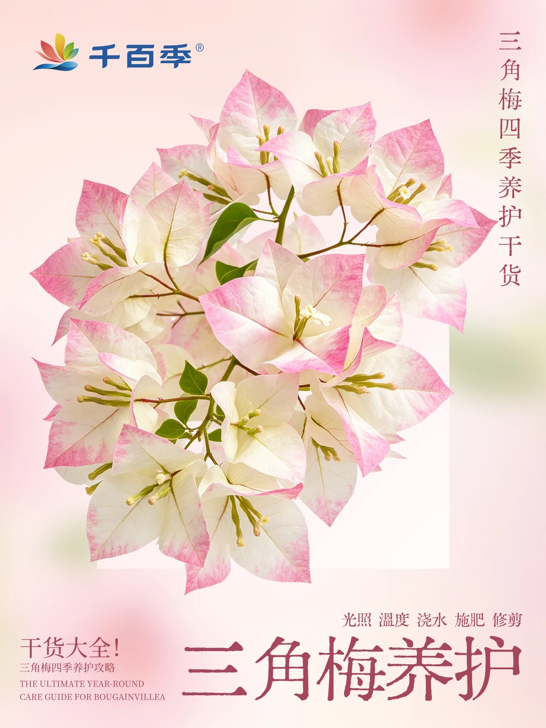 吃透这套全年养护，三角梅轻松爆盆