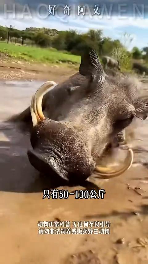 疣猪和野猪谁更厉害？有人问疣猪和野猪谁更厉害？先说答案，当然是野猪。虽然疣猪也