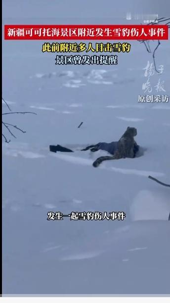 闯村伤畜还咬人！2026年1月29日9时许，新疆富蕴县，此前咬伤游客的两岁亚成