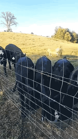 都是牛马，其实谁先吃都一样。