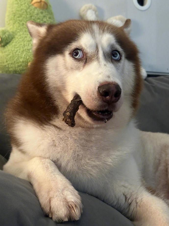 这狗子眼神感觉有10000个心眼子[捂脸哭]​​​