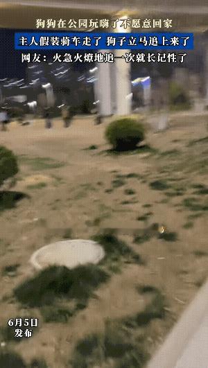 “这下真急了！”主人带狗出门遛弯，奈何狗子玩疯了就是不肯回家。主人见状也不废话，