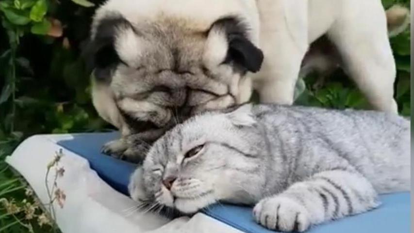 17204636682963265395.jpg?id=0