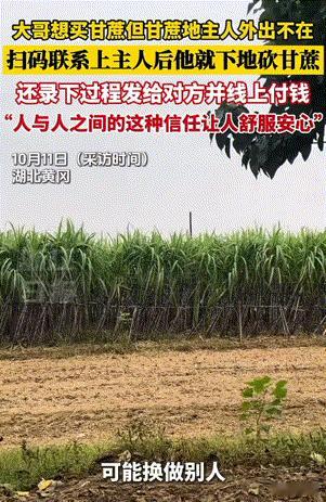 “这是遇到好人了”湖北，大哥来买甘蔗，但是主人有事外出了。于是大哥自己砍甘蔗，砍
