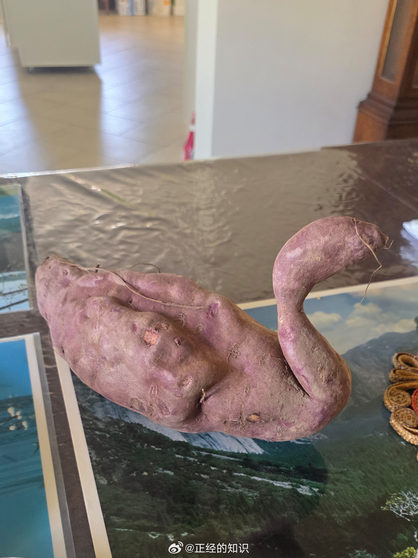 看起来像天鹅的红薯