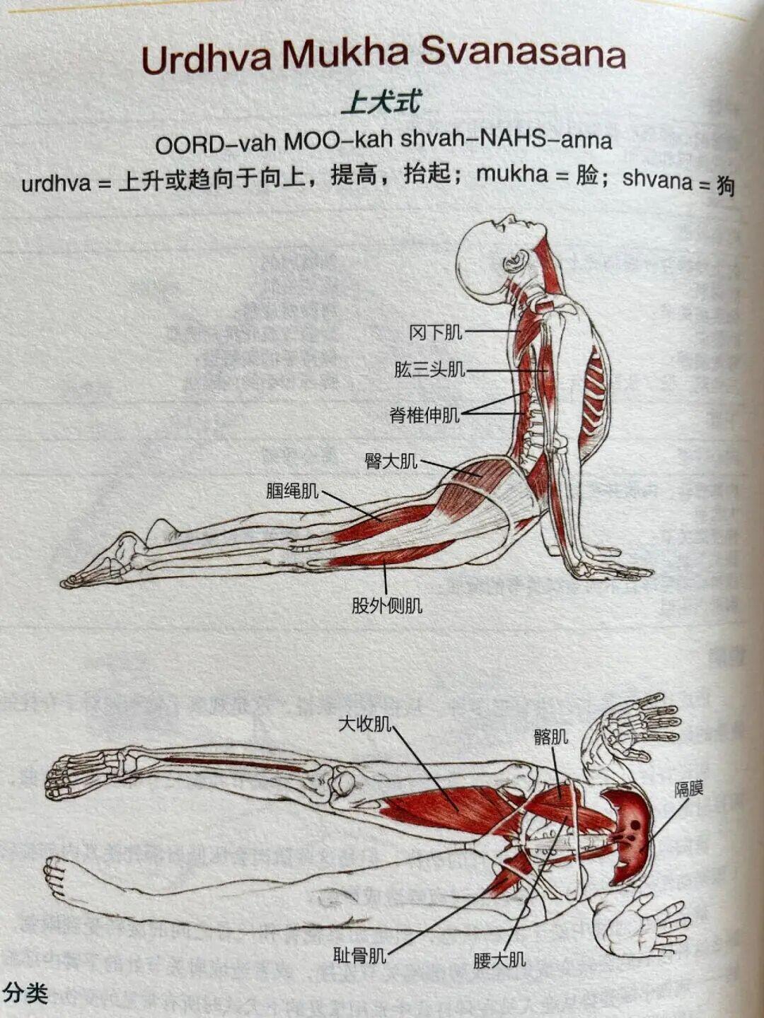 15个瑜伽基础体式解剖图，告诉你练哪瘦哪​​​