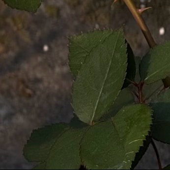 0000折纸月季种植1.环境适应性：折纸月季喜光但忌暴晒，适合放置在散射光充足