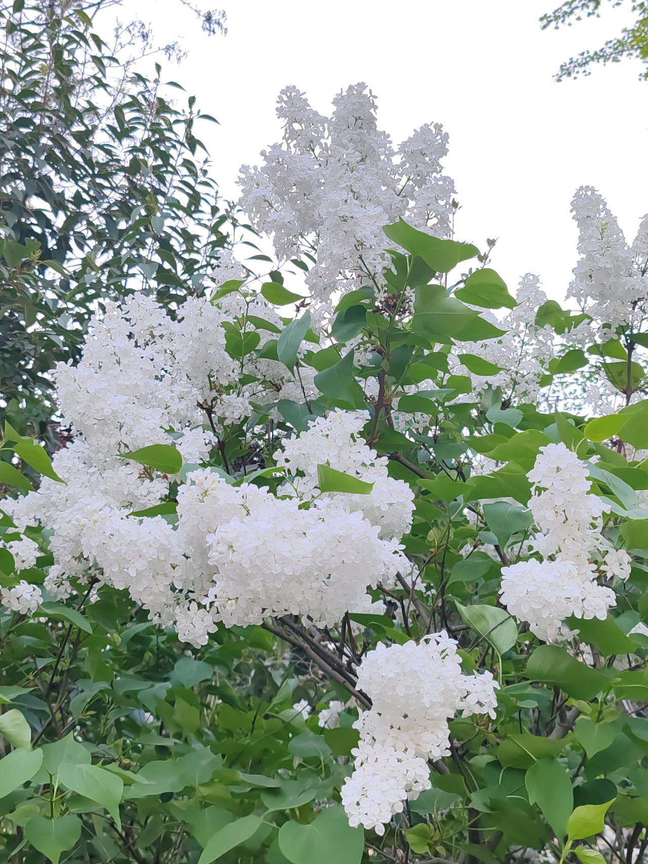 两个异性之间会有纯正的友谊吗?两个异性之间会有纯正的友谊吗?除了夫妻关系，要说