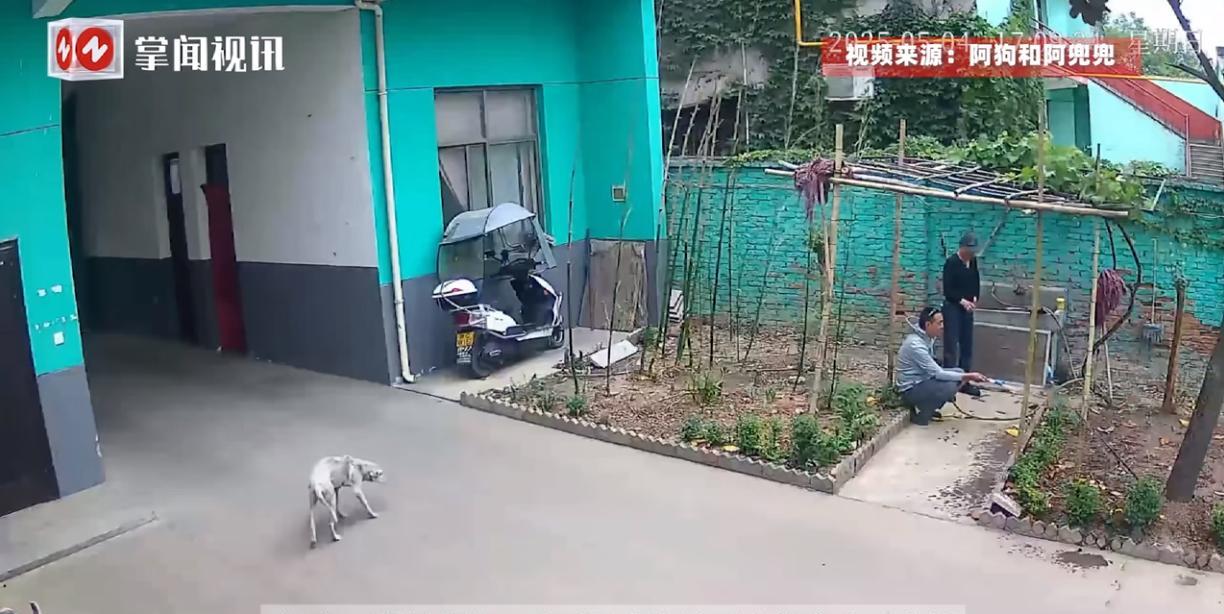 “万物皆有灵！”5月4日，陕西，一只养了17年的“老狗”发觉自己快不行了，于是便