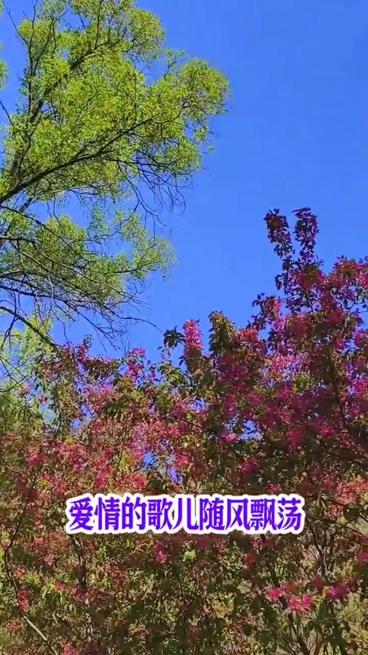 《我们的生活充满阳光》演唱/于淑珍完整版。《我们的生活充满阳光》。幸福的花儿