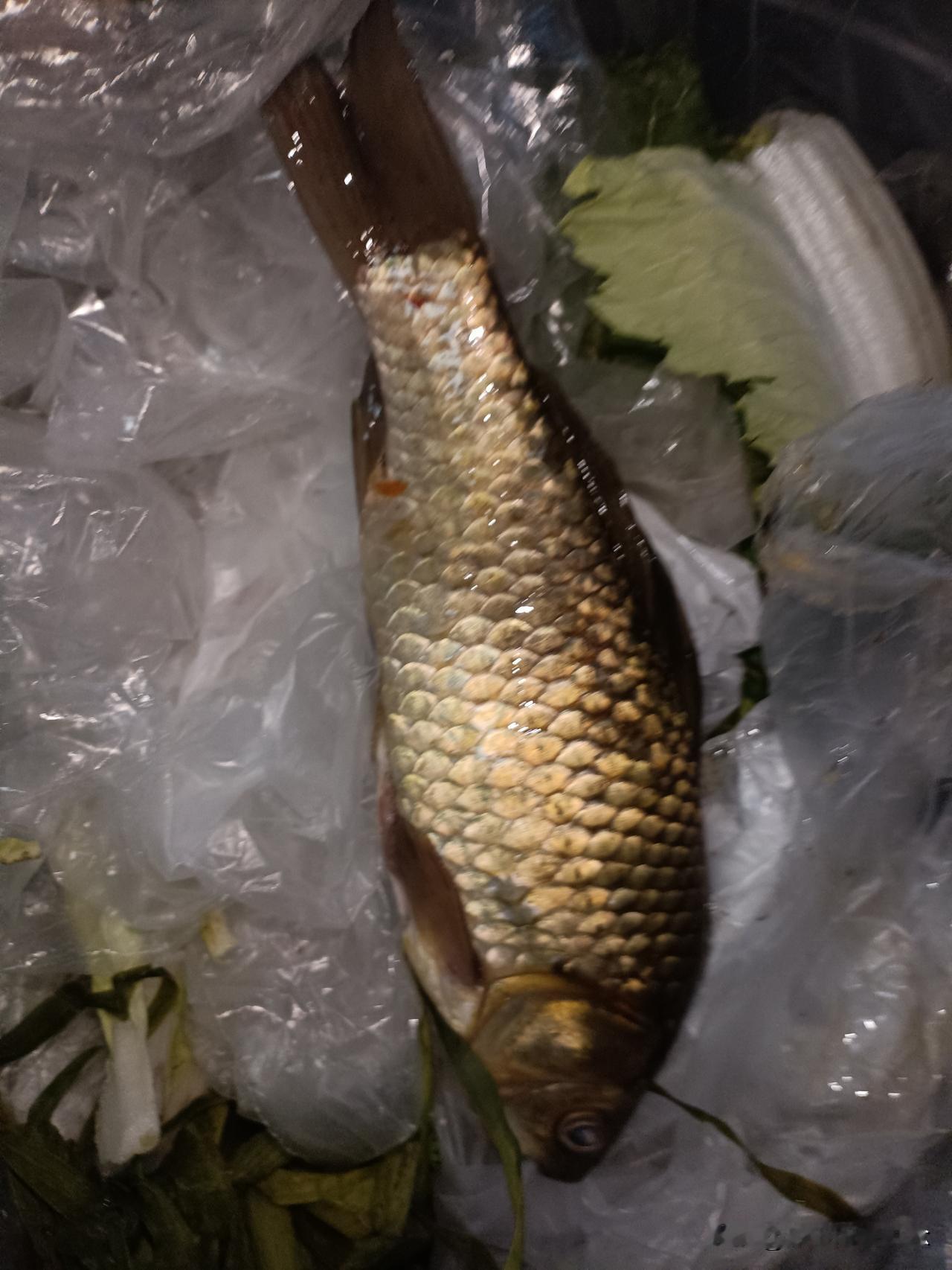真心话茶局钓这条鱼可亏大了，断了一根杆稍，一个线组鱼钩鱼漂都没了。挂在了蒲草上拉
