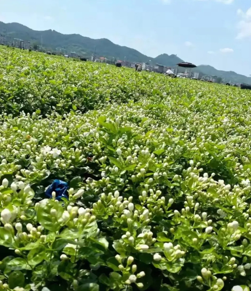茉莉花价格大幅跳水！！！5月12日，广西横州茉莉花价格五块钱一斤，创今年收花新