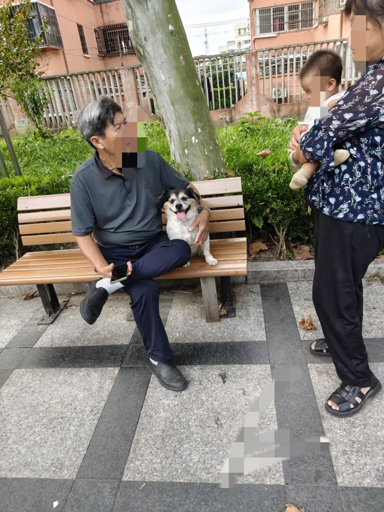 上海养犬条例条文齐全，为何总“有规不循”不少市民感慨上海犬只管理有规不循。