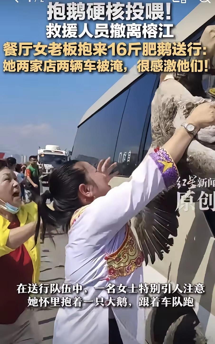 鱼水情，大鹅情