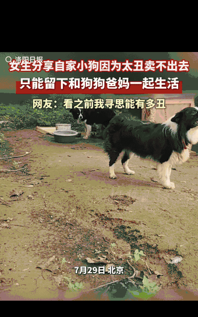 “笑不活了！”北京一网友发视频称自家的小狗因太丑卖不出去，只能留下和狗狗爸爸妈妈