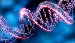 据Infobae媒体报道，1.8米长的DNA，竟能被塞进一个肉眼看不见的细胞核里