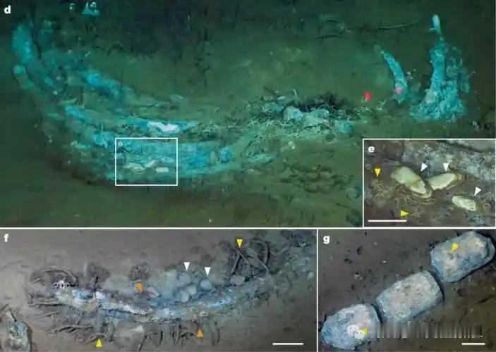 奋斗者号在7000米海底，找到一座跨越530万年的鲸类"大墓地"。中国科学