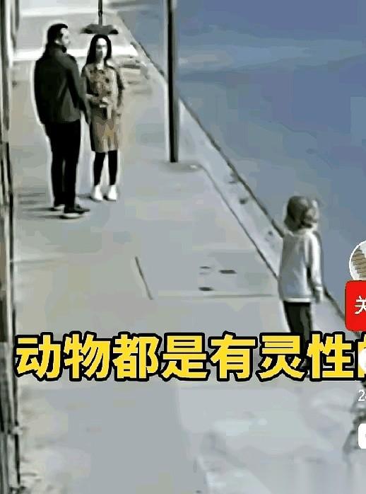 我跟你说，要不是那条狗，那孩子今天就没了。它就那么死死咬着小主人的裤腿不撒口，