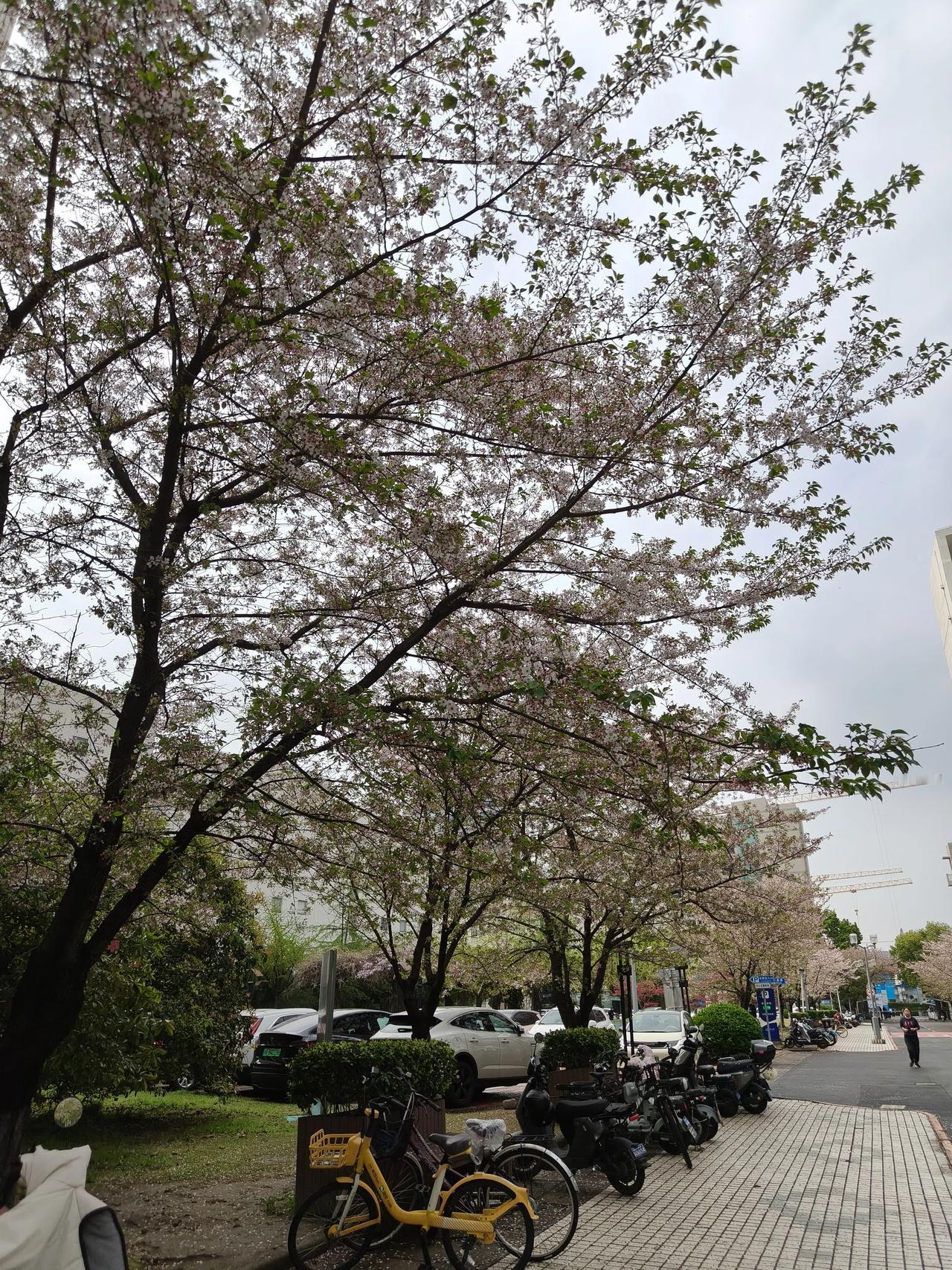 同济樱花🌸🌸🌸🌸随手拍实景图分享！晚樱正在盛花期…🌸🌸🌸🌿?