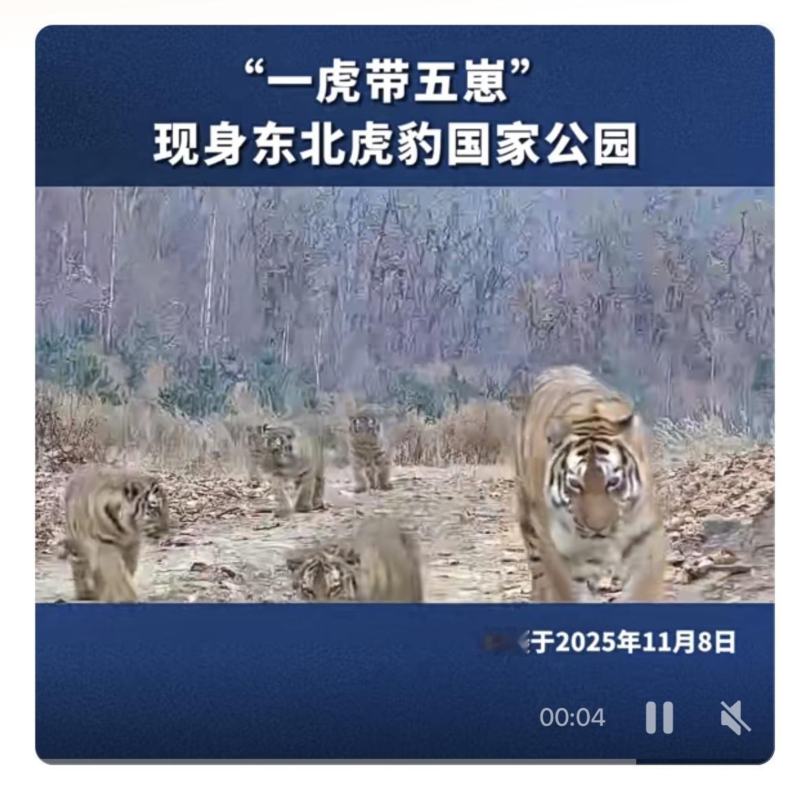 近日，东北虎豹国家公园现罕见“六虎同框”，成年雌虎从容带队，五只半岁幼崽活泼相伴