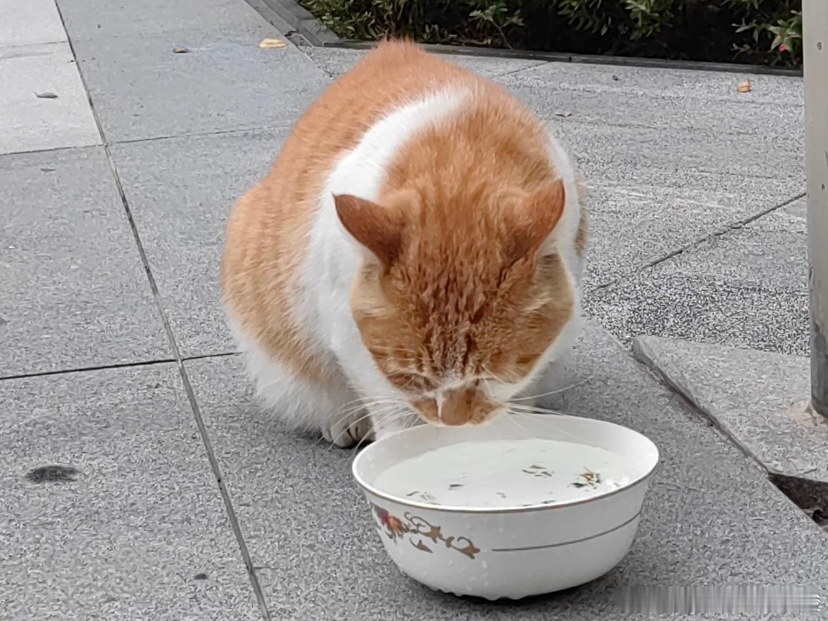 比脸还大的碗短短中华田园猫野生喵​​​