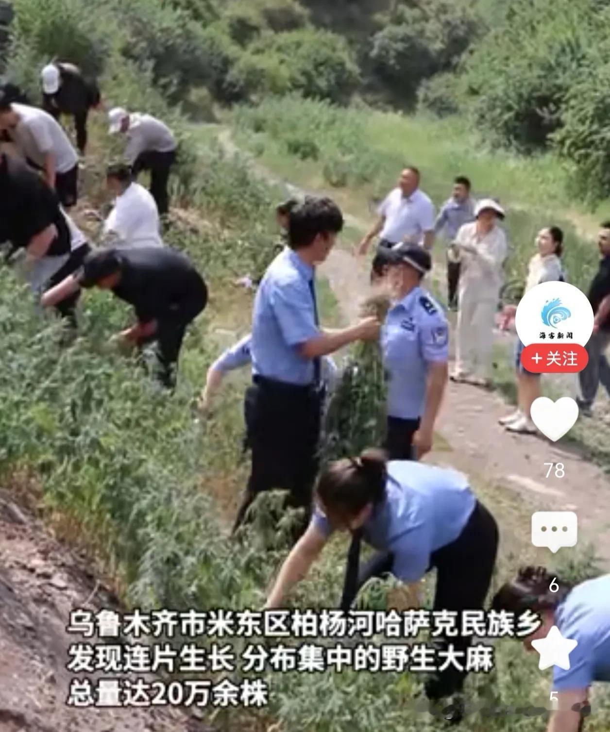 乌鲁木齐打响禁毒阻击战：20万株野生大麻“一株不留”！近日，新疆乌鲁木齐市米