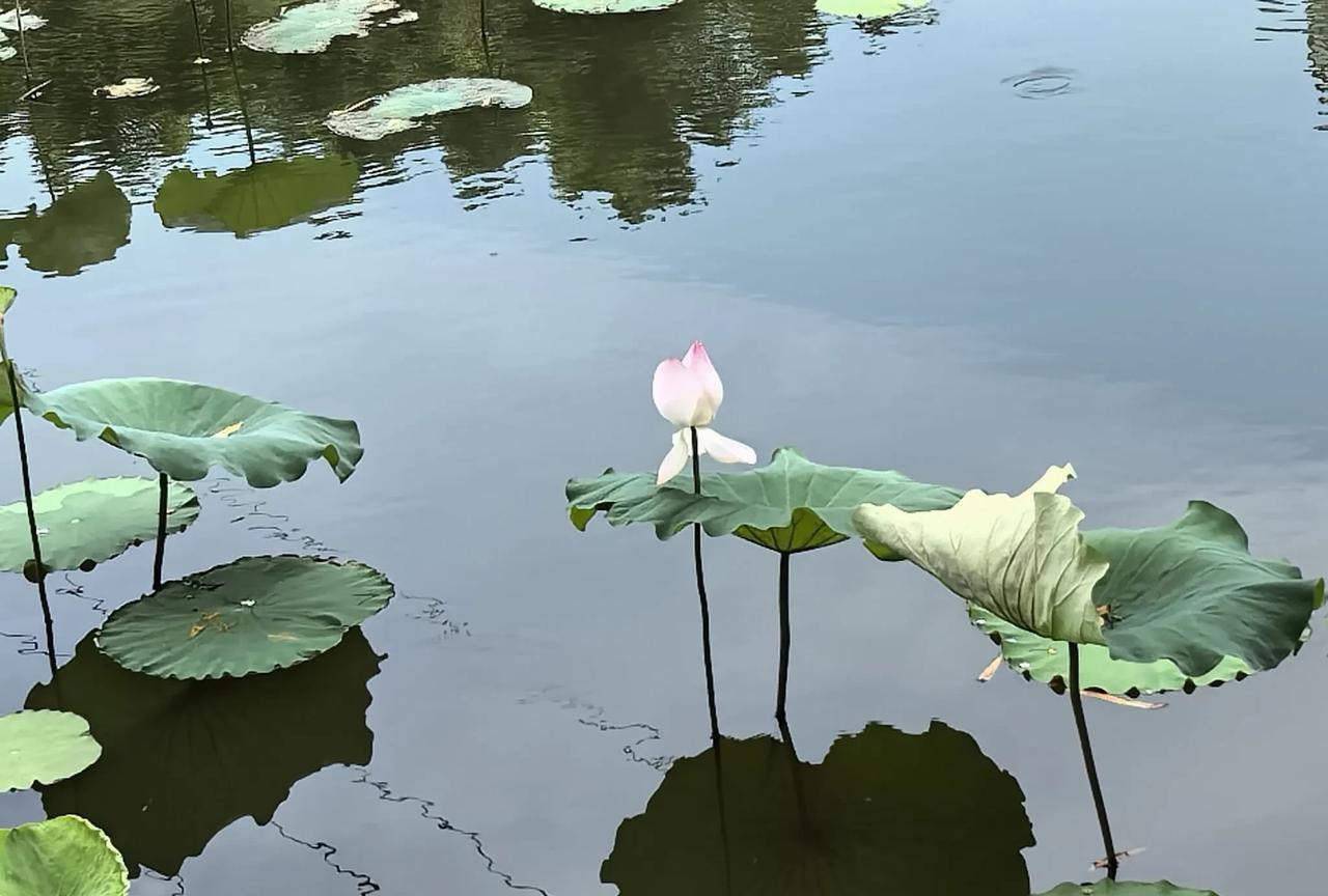 #夏日荷花莲莲看#荷花香满池，鱼水共相依。荷花香满池，红衣绿扇映清波。