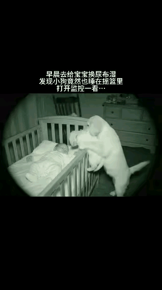 “泪目了！”一女子让宝宝独自睡摇篮，早上起来给宝宝换尿不湿时，却意外发现家里小狗