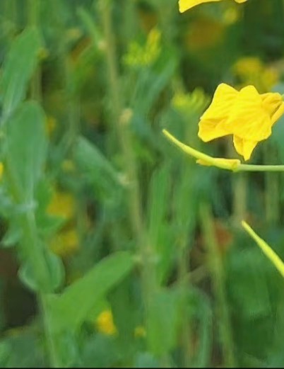 0000种植油菜花1、播种：将油菜花按一定的间隔来一排排的播种。2、播种时间：一