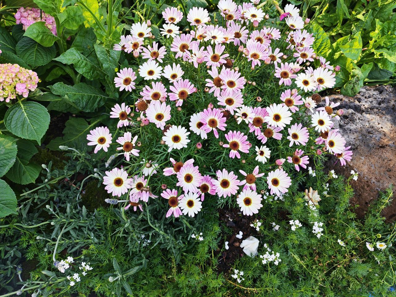 【白酒逐渐回归本质的几大原因】一，查酒驾。“开车不喝酒，喝酒不开车”的观念已经深