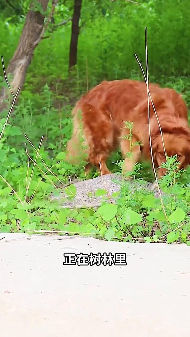 注意看视频中的这只狗狗，正在树林里帮爷爷捡拾柴火，然后把捡到的柴火放在小拉车上。