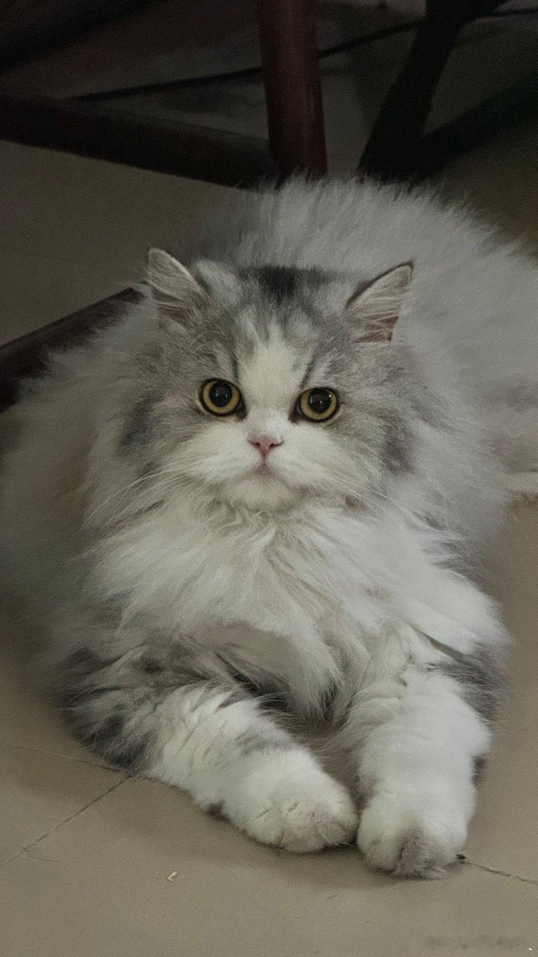 我的喵现在好大一只