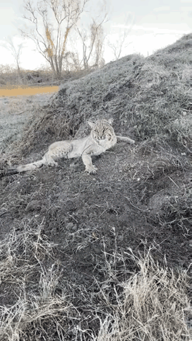 王铎：这是什么？猫虎兽吗？