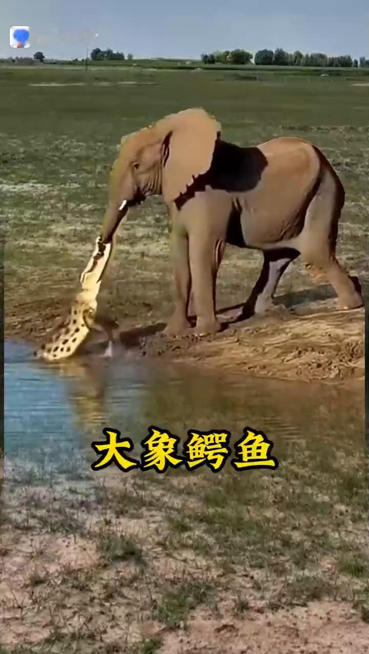 大象鳄鱼。