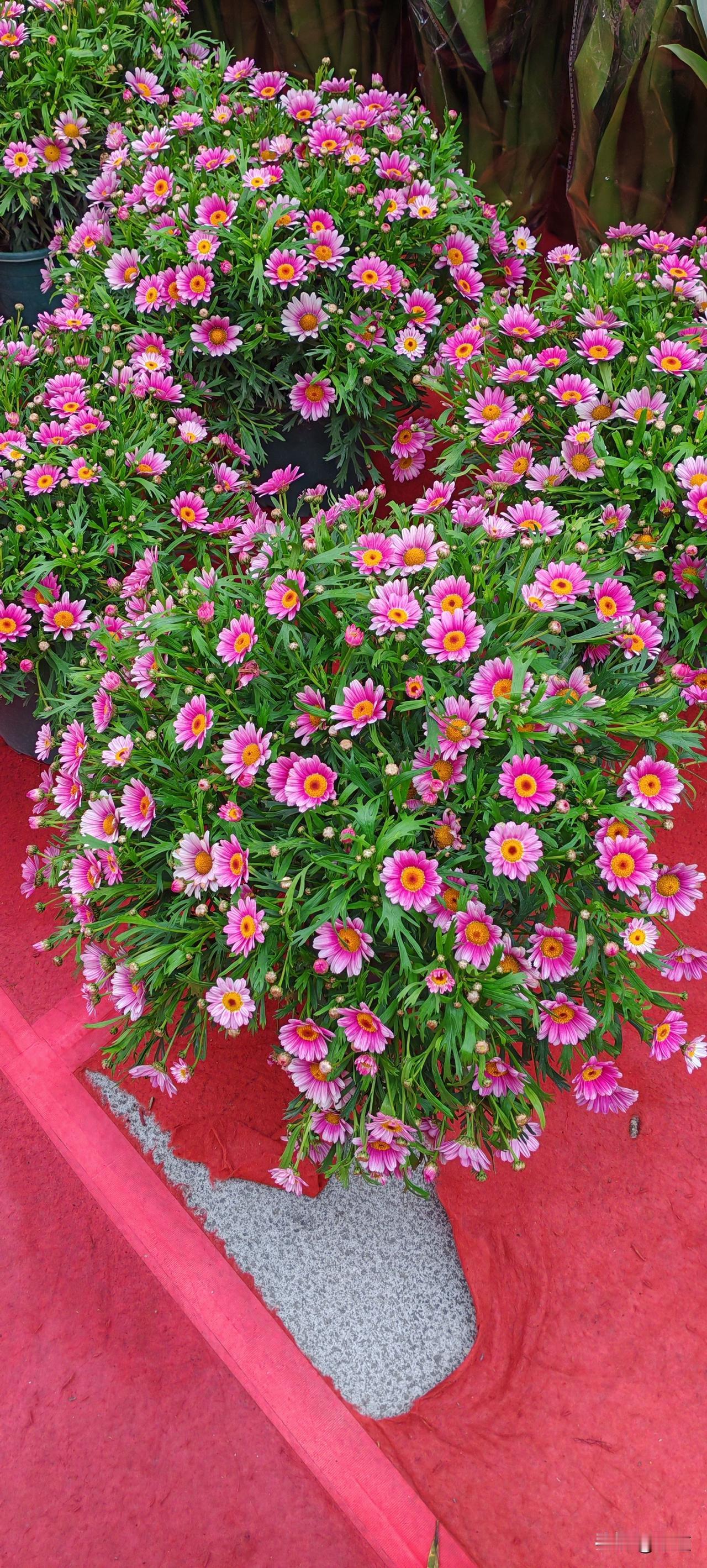 二婚真有遇上好人和好家人的。33岁女子和二婚老公结婚7年了，大儿子归前夫，小儿