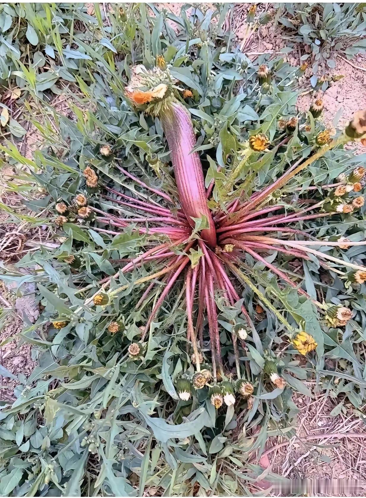 田里长出紫红怪异植株，老农认不出，是变异蒲公英？河北沧州一位村民下地查看庄