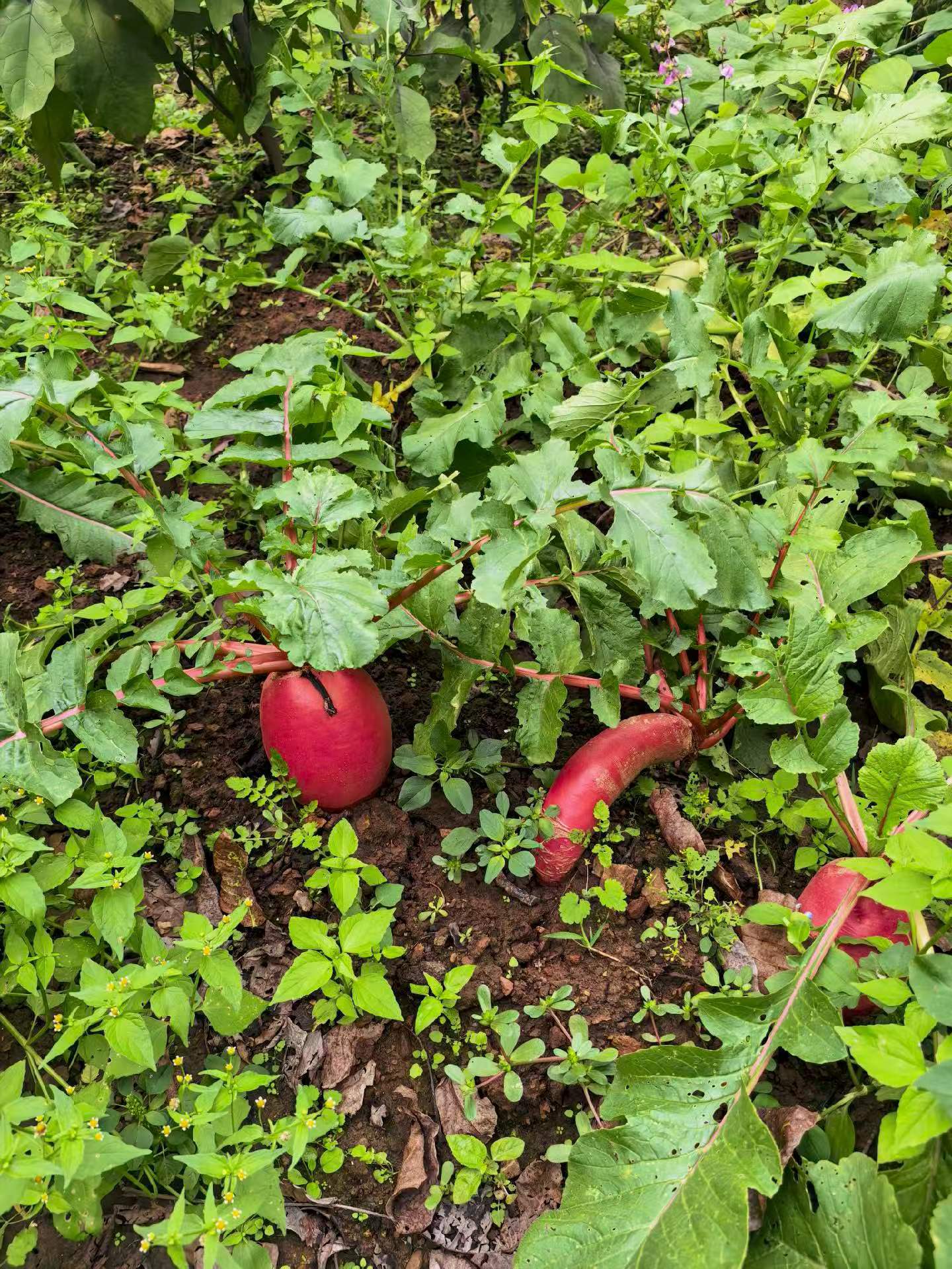 这个季节是收获的季节，漫山的野花、山楂、梨子与青柿，还有田间红皮萝卜。山野自有治