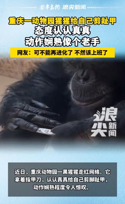 重庆黑猩猩会自己剪趾甲，动作比人还熟练，网友笑称再进化要上班最近，重庆永川乐