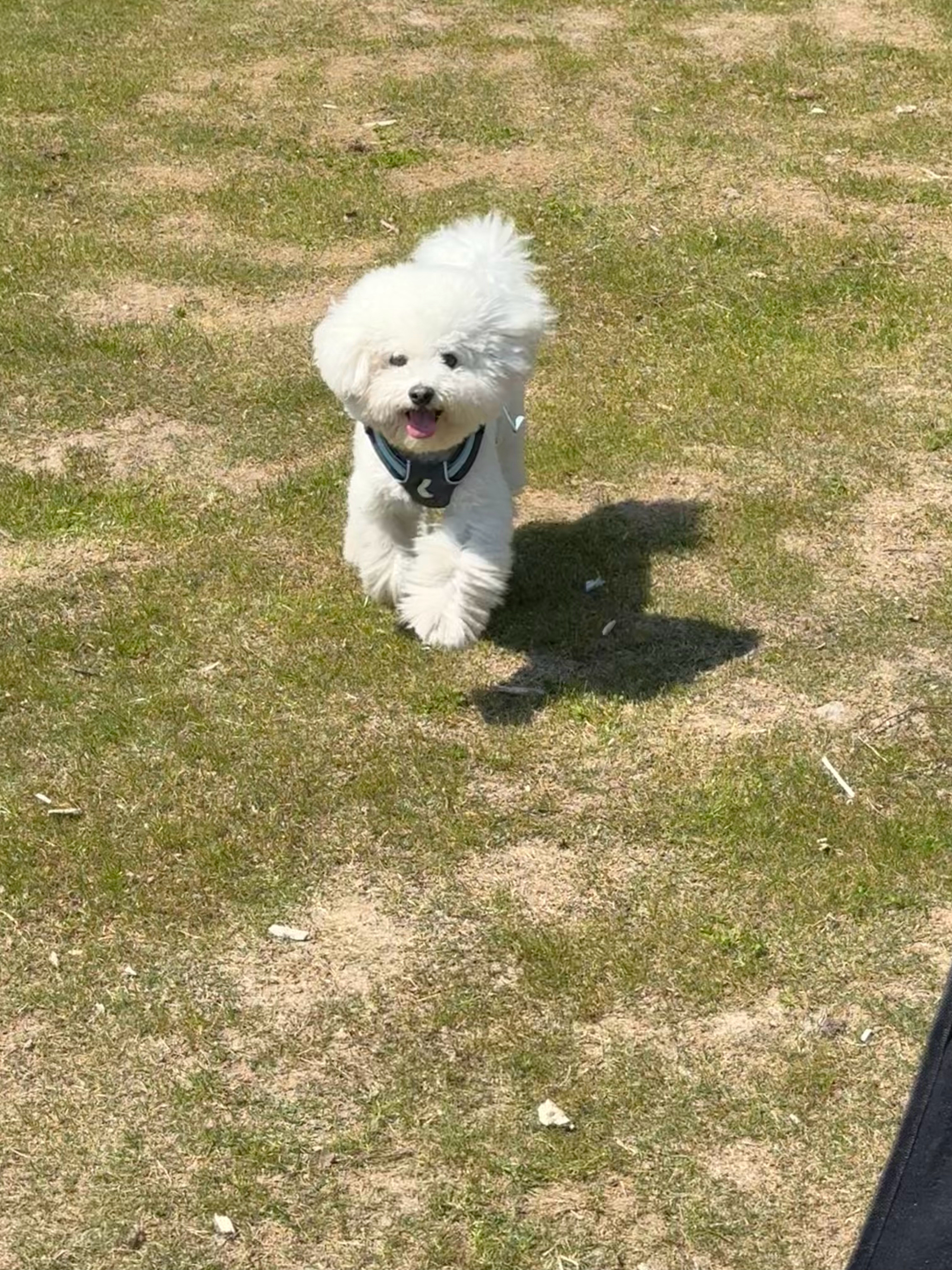 我们家小狗真可爱