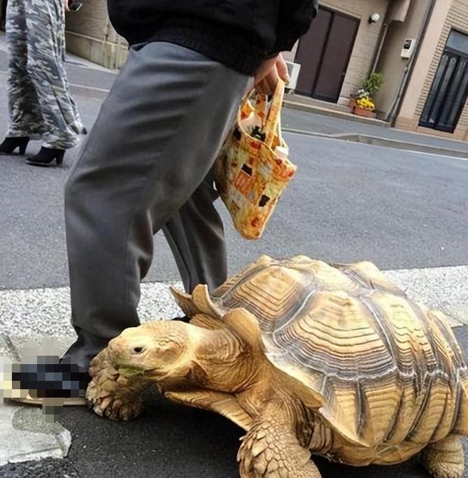 2012年，北京一男子意外捡到一只小乌龟。谁能想到，这只巴掌大的小家伙，会让