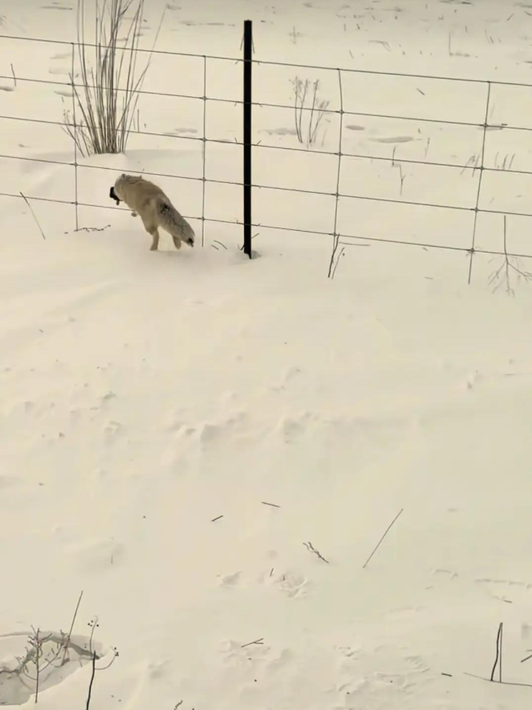 追得够呛！内蒙古呼伦贝尔一男子，在雪地里准备用运动相机拍照，刚把相机拿在手里，没