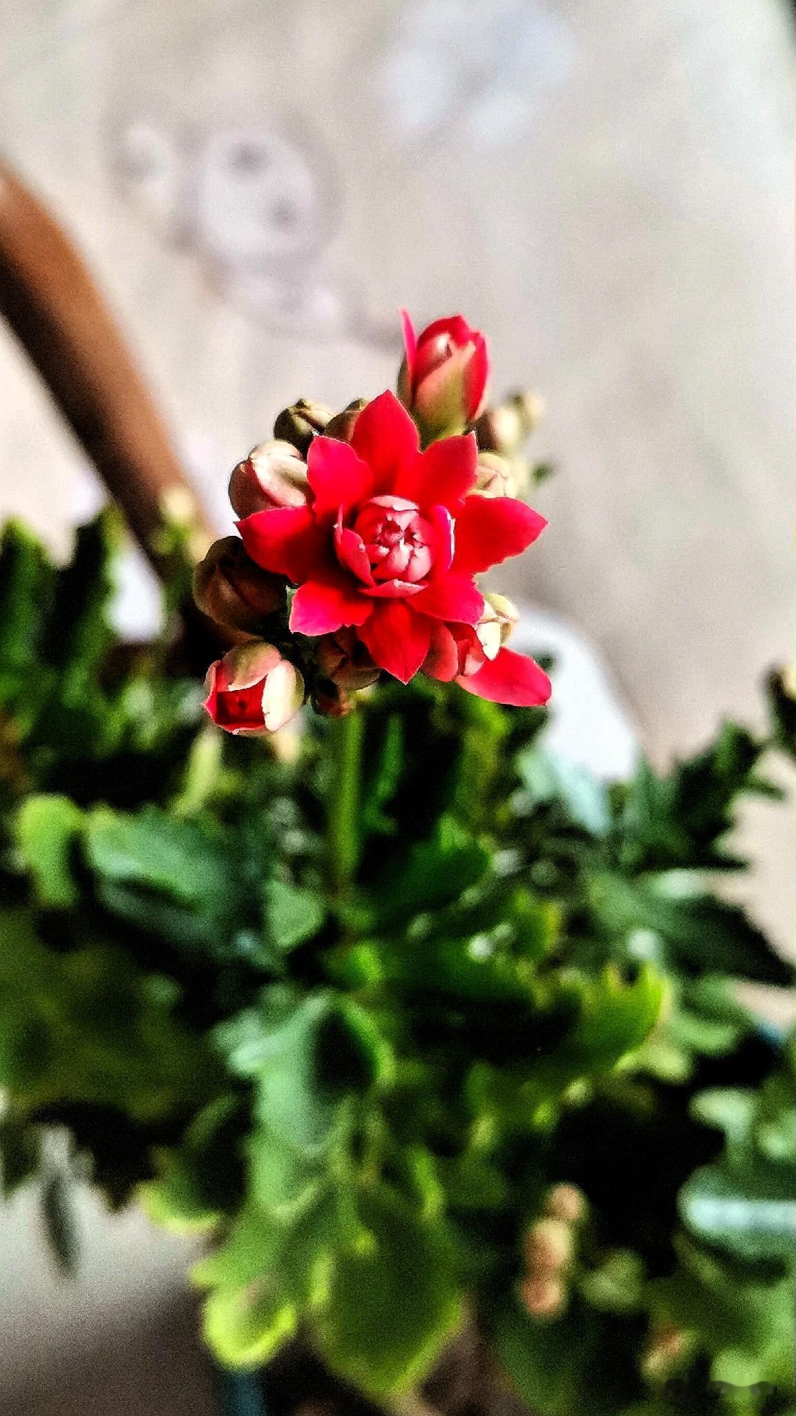 小激动！我的长寿花开花了！