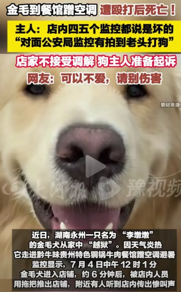 湖南永州，金毛趁着主人不在家，偷偷开门溜出去玩，疑似进入附近的一家餐馆蹭空调，六