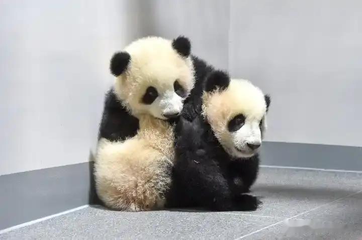 他们要回家了，日本旅日大熊猫要回家了，日本动物园排起长队来看大熊猫，没错，这两只