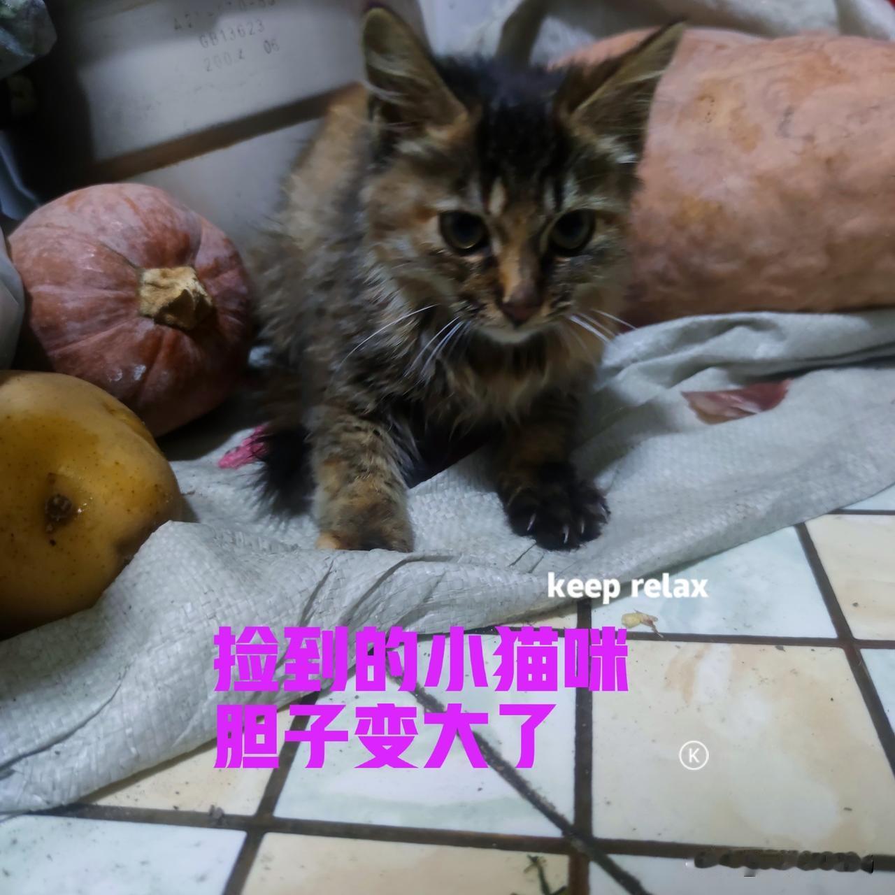 今天是捡到小猫的第四天，早上起来做早餐，猫咪见到我，也不再躲了。猫咪见到我，冲我