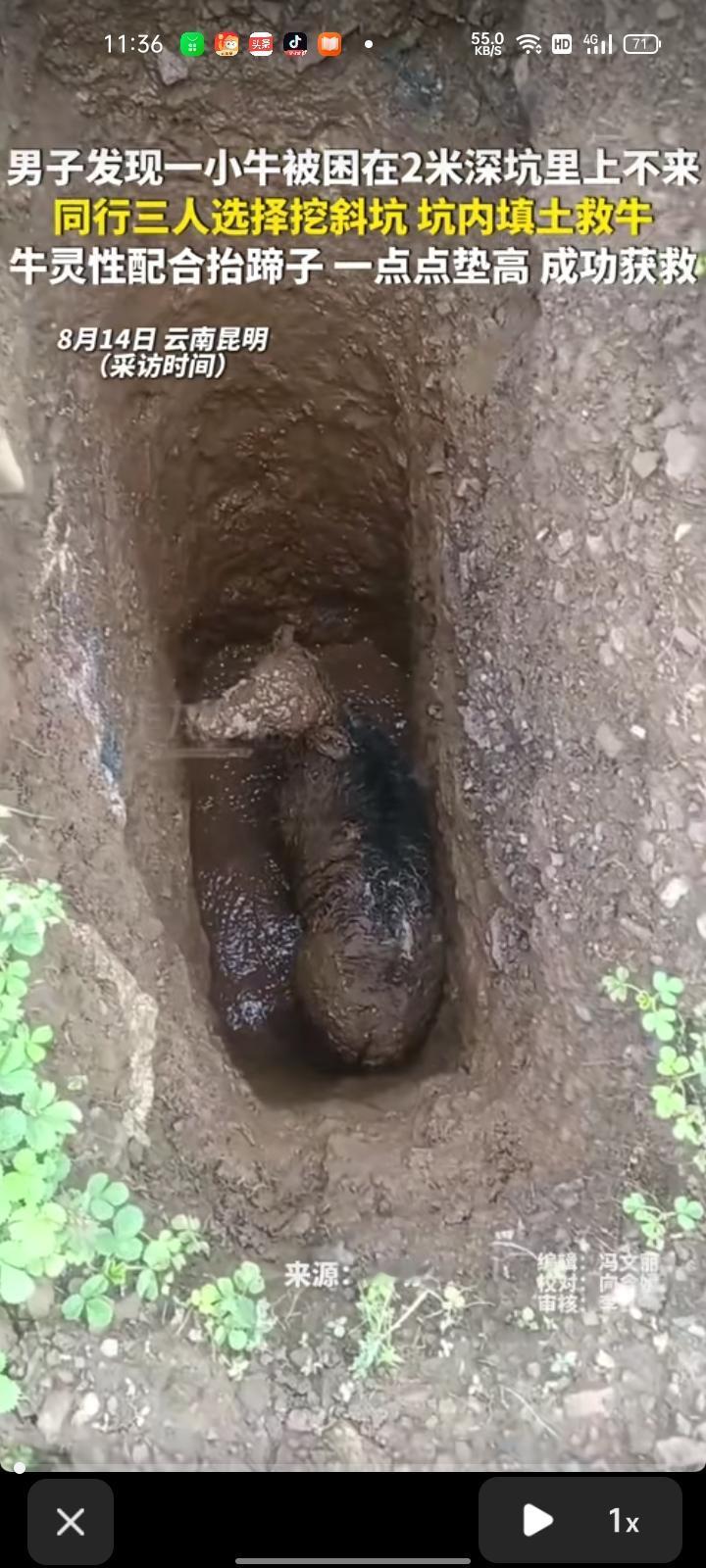 8月4日，云南昆明。男子在办公室听见牛在嗷嗷叫，发现一头小牛困在两米深坑里出不来